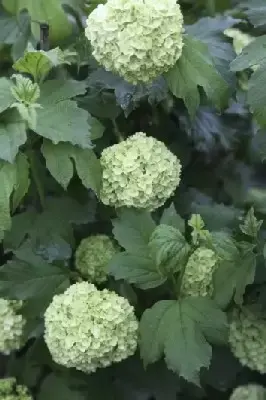 VIBURNUM opulus 'Roseum'