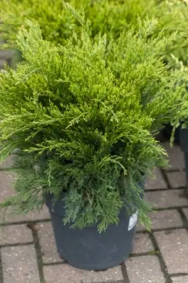 JUNIPERUS x pfitzeriana 'Mint Julep' - image 1