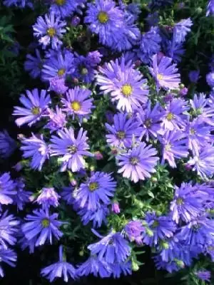 Symphyotrichum novi-belgii 'Samoa'