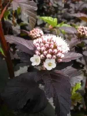 PHYSOCARPUS opulifolius 'Diabolo'