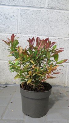 LEUCOTHOE 'Scarletta' - image 2