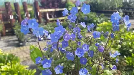 OMPHALODES cappadocica 'Cherry Ingram'