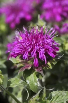 MONARDA didyma 'Balmy Lilac'