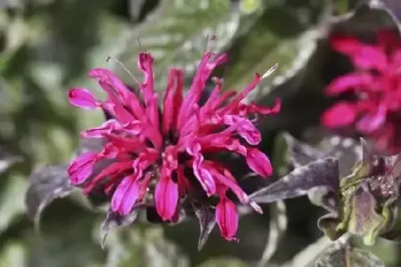 MONARDA didyma 'Balmy Rose'