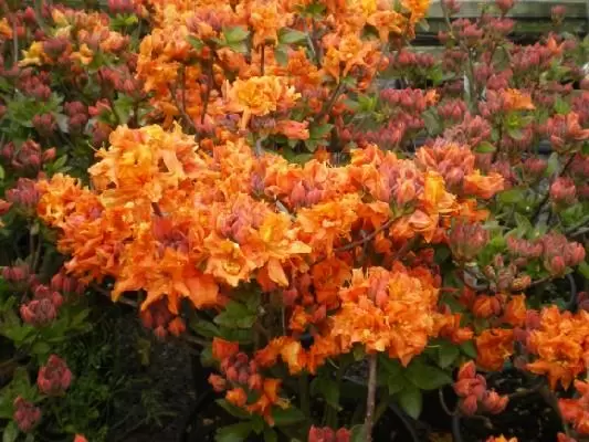 AZALEA 'Gibraltar' - Provender Nurseries - Wholesale Nursery in Swanley