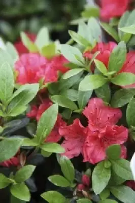 AZALEA 'Geisha Orange'