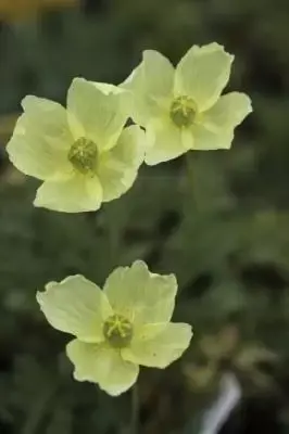 PAPAVER nudicaule 'Pacino'