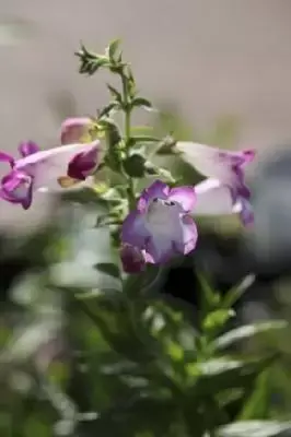 PENSTEMON 'Pensham Laura'