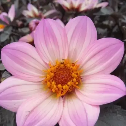 DAHLIA 'Happy Days Pink'