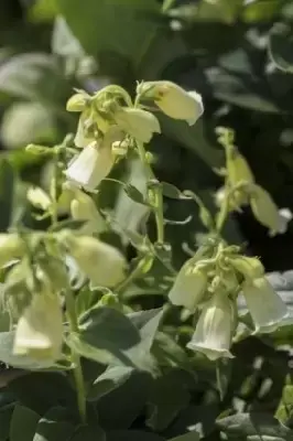 DIGITALIS lutea