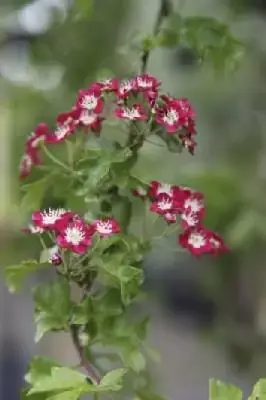 CRATAEGUS laevigata 'Crimson Cloud'