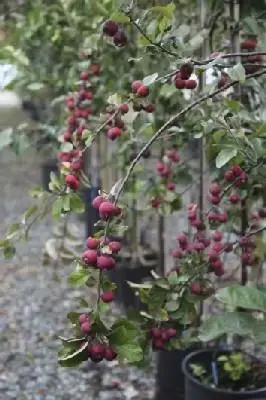 MALUS x purpurea 'Neville Copeman' - image 1