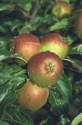 Malus dom. 'Coxs Orange Pippin Self Fertile' Apple