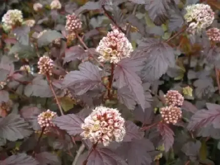 PHYSOCARPUS opulifolius 'Lady in Red'