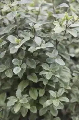 PITTOSPORUM tenuifolium 'Irish Luck'