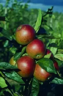 Malus domestica 'Fiesta' (Apple)