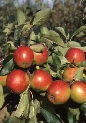 Malus domestica 'Red Falstaff' (Apple)