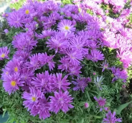 Symphyotrichum novi-belgii 'Tonga'