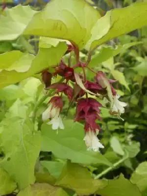 LEYCESTERIA formosa 'Golden Lanterns'