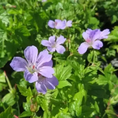 GERANIUM nodosum - image 1