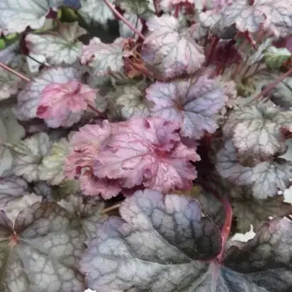 HEUCHERA 'Plum Pudding' - image 3