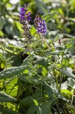 SALVIA x sylvestris 'Mainacht' - image 1