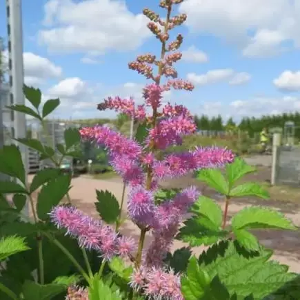 ASTILBE chinensis 'Pumila'