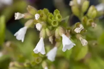 PULMONARIA 'Sissinghurst White'