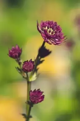 ASTRANTIA major 'Star of Beauty' - image 1