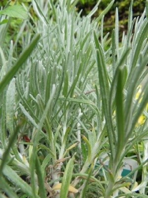 Helichrysum italicum (CURRY PLANT)