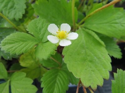 Fragaria vesca (Alpine Strawberry)