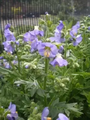 POLEMONIUM 'Northern Lights'