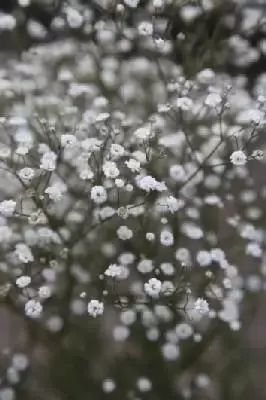 GYPSOPHILA 'Festival White Flare' - image 1