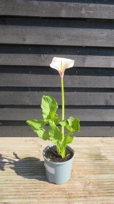 ZANTEDESCHIA aethiopica 'Flamingo'
