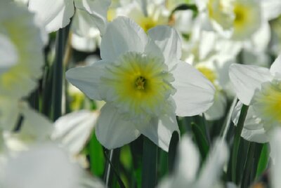 Narcissus 'Ice Follies'