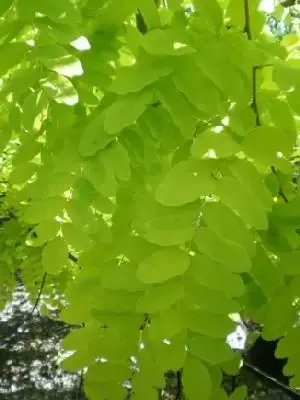 ROBINIA pseudoacacia 'Frisia'