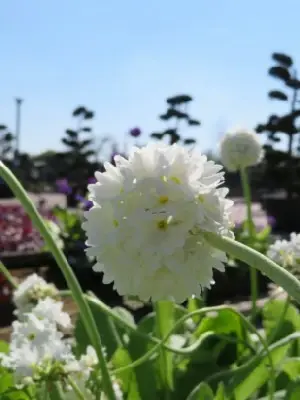 PRIMULA denticulata alba - image 1