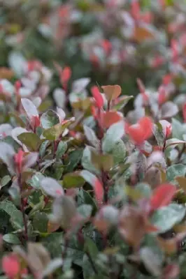 PHOTINIA x fraseri 'Little Red Robin' - image 3