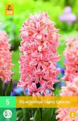 HYACINTHUS 'Gipsy Queen'