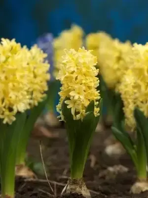 HYACINTHUS 'Yellowstone'