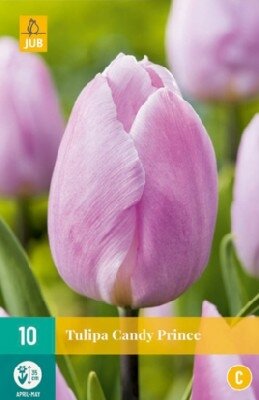 TULIPA 'Candy Prince'