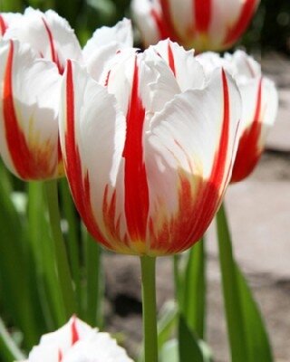 TULIPA 'Carnaval de Rio'