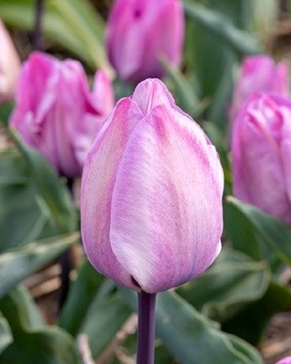 TULIPA 'Jacuzzi'