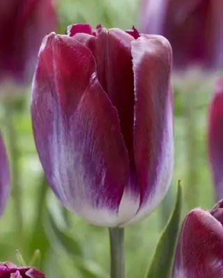 TULIPA 'Kansas Proud'