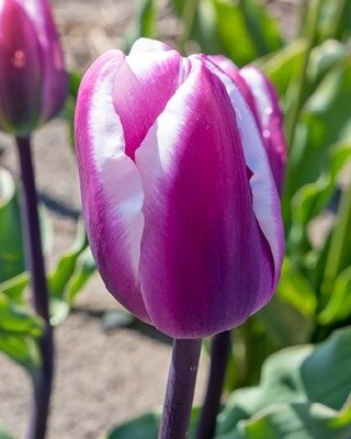 TULIPA 'Librije'