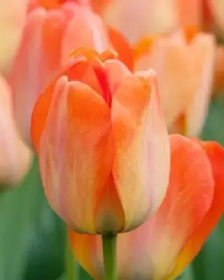 TULIPA 'Daydream'