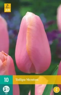 TULIPA 'Menton'