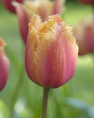 TULIPA 'Lambada'