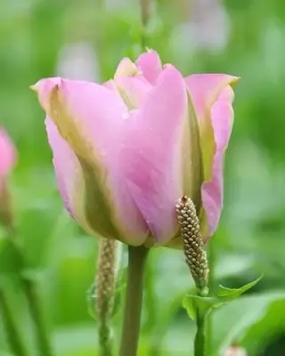 TULIPA 'Groenland'