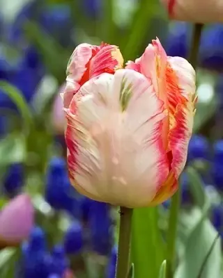 TULIPA 'Apricot Parrot'